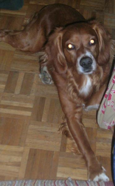 Cigano mon chien
